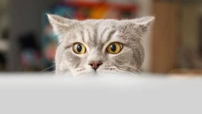 Conheça as 7 adaptações favoritas dos tutores de gatos curiosos