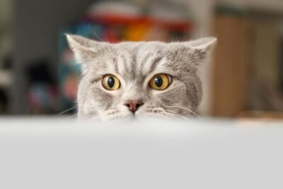 Conheça as 7 adaptações favoritas dos tutores de gatos curiosos