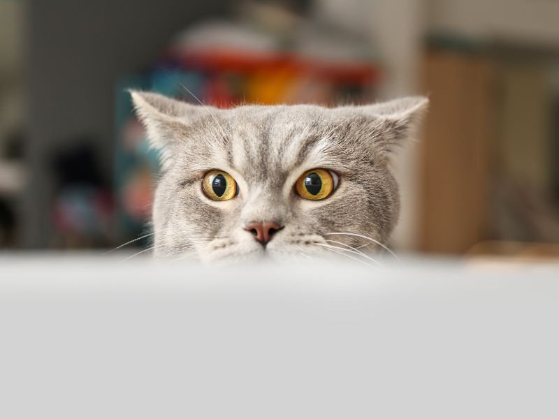 Conheça as 7 adaptações favoritas dos tutores de gatos curiosos