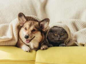 Decoração pet-friendly: estilo e funcionalidade lado a lado