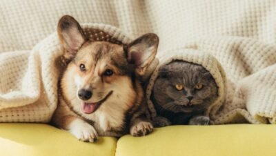 Decoração pet-friendly: estilo e funcionalidade lado a lado